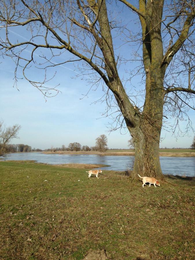 An Den Elbwiesen Gaestezimmer "Weissstorch" Nur Nichtraucher Dommitzsch エクステリア 写真